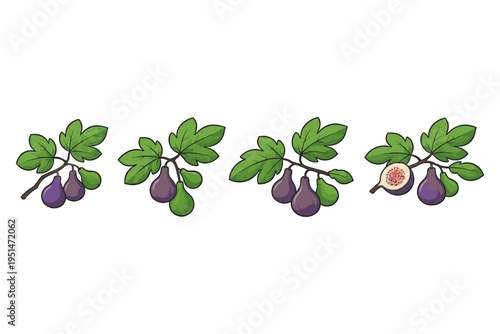 Illustration of ripe figs and green figs on branches with leaves
