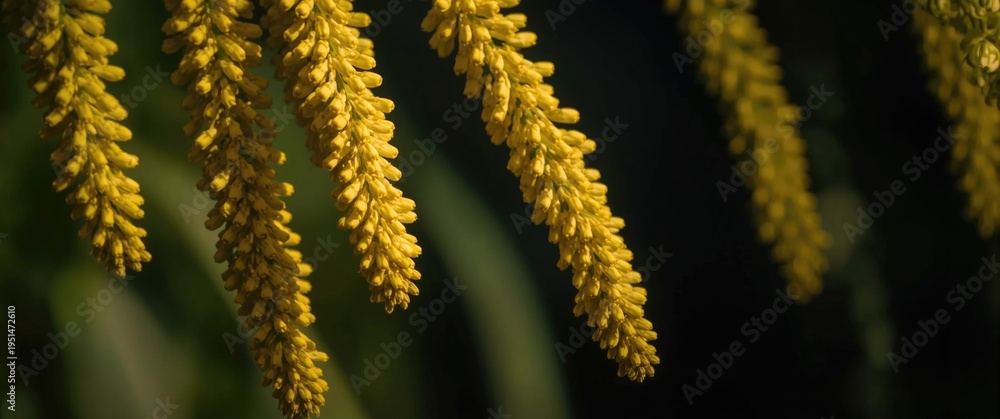 Obraz premium How yellow millet supports weight management and metabolism