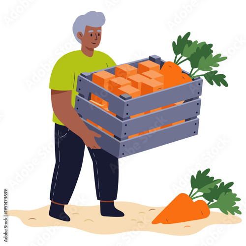 A senior man harvests carrots from a crate, showcasing a rural harvest scene.  Clear composition, bright colors, and a focus on fresh produce. Suitable for agricultural or lifestyle themes.