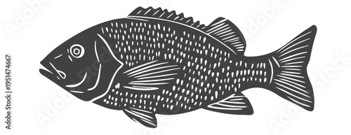 Black linocut fish vector illustration. Vintage woodcut style sea bass or carp engraving with detailed scales. Hand drawn marine animal icon for seafood menu, restaurant logo and kitchen decor