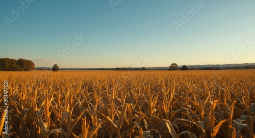 Immense golden corn plants glowing under bright blue sky with distant mild hills highlighting farming landscape