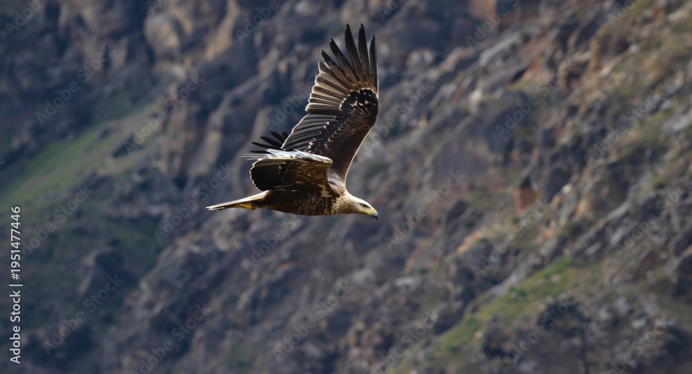 Fototapeta premium Golden eagle in flight above rugged wilderness landscape