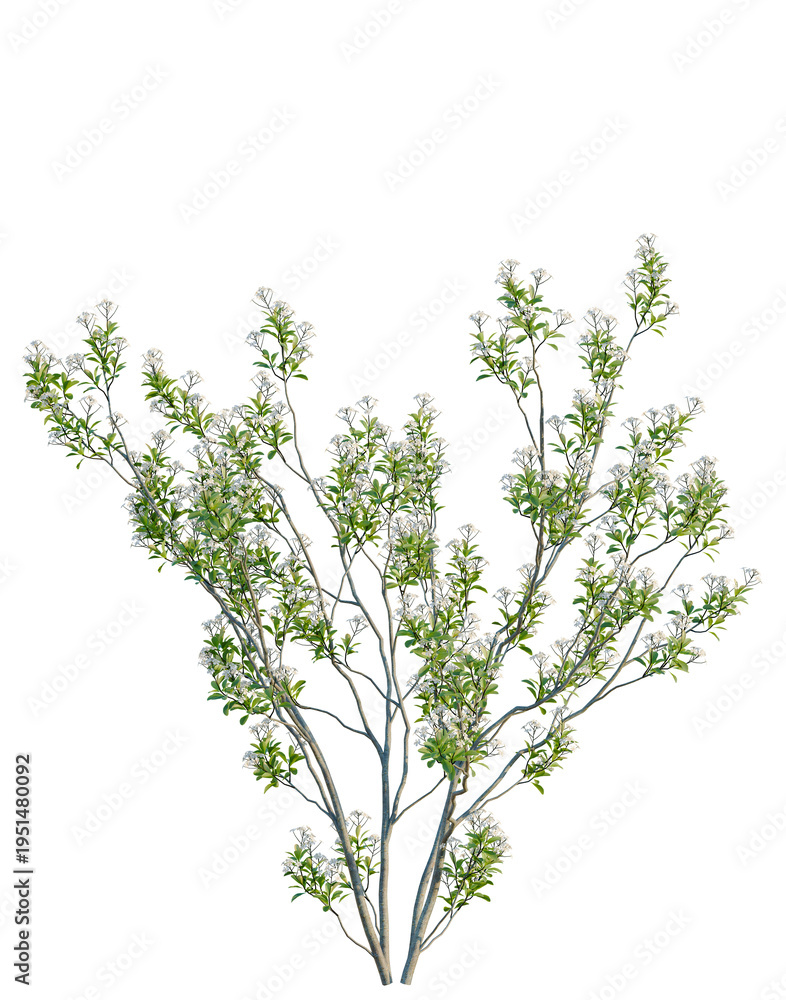 Obraz premium Aronia arbutifolia tree, elevation, front view, cutout, transparent background, isolate, Branch of flowering tree with green leaves, spring blossom, nature background