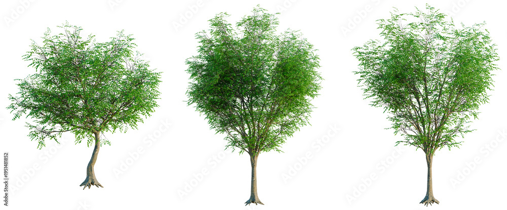Fototapeta premium Fagus sylvatica tree, elevation, front view, cutout, transparent background, isolate, Majestic Oak Tree with Deep Roots - Detailed Branch Structure and Natural Texture