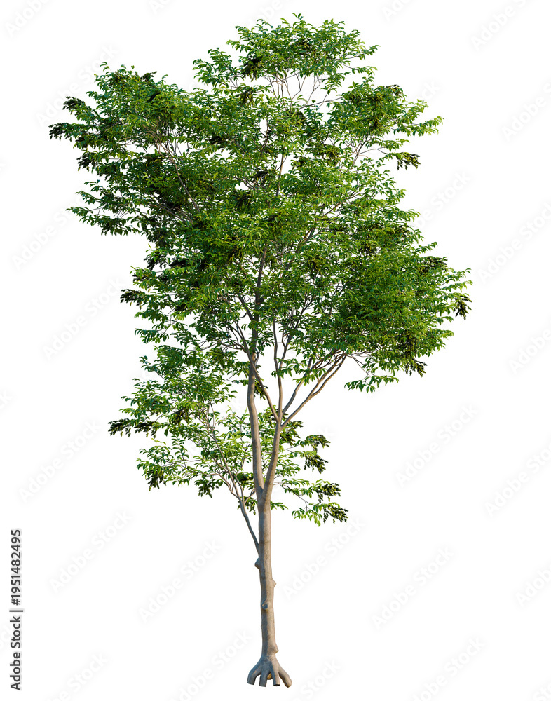 Fototapeta premium Fraxinus excelsior tree, elevation, front view, cutout, transparent background, isolate, Detailed close-up of a vibrant green tree with lush foliage, perfect for nature themes.