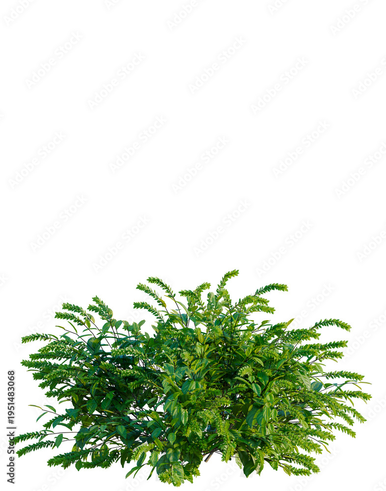 Obraz premium Itea virginica tree, elevation, front view, cutout, transparent background, isolate, Vibrant Green Foliage Branch Close-Up, Detailed Texture, Natural Botanical Element for Design