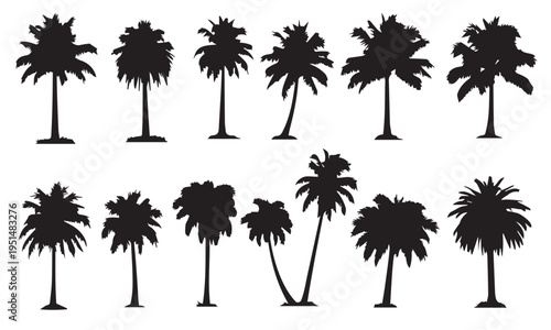 Summer tropical palm trees silhouettes for design and decoration