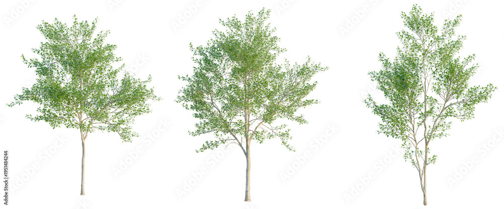 Obraz premium Populus alba tree, elevation, front view, cutout, transparent background, isolate, Lush Green Tree Branch with Vibrant Foliage, Detailed Natural Element for Design and Illustration