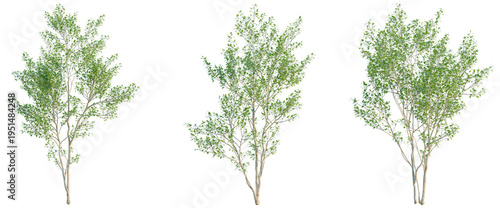 Obraz na plátně Populus alba tree, elevation, front view, cutout, transparent background, isolat