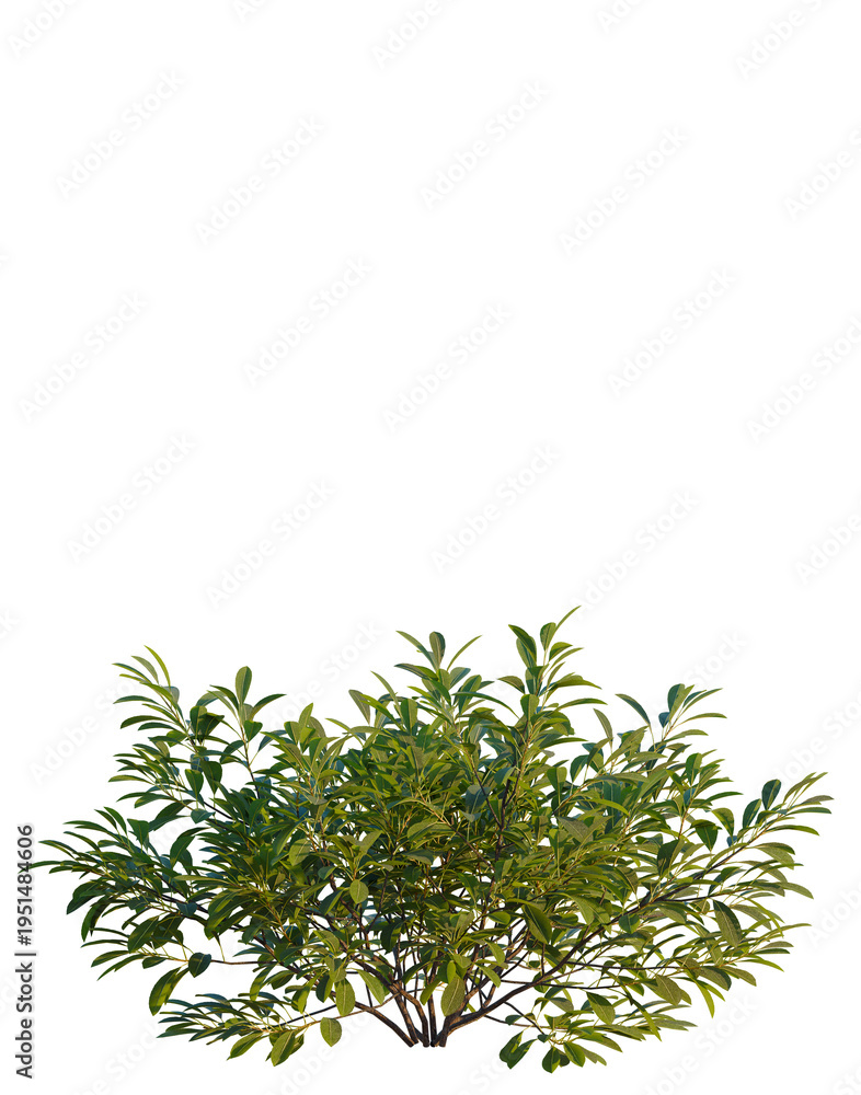 Fototapeta premium Prunus pumila Besseyi tree, elevation, front view, cutout, transparent background, isolate, Detailed close-up of lush green foliage, vibrant leaves, botanical detail, natural texture, png