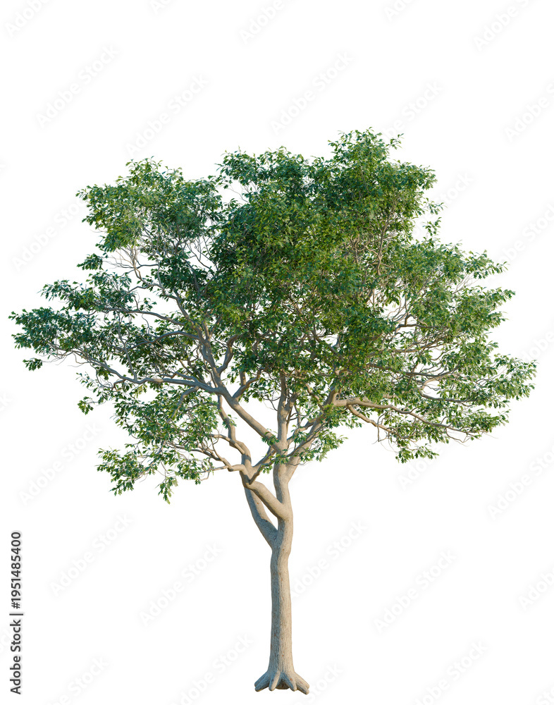 Fototapeta premium Quercus alba tree, elevation, front view, cutout, transparent background, isolate, Lonely tree stands tall against a vibrant blue sky, symbolizing resilience and natural beauty.
