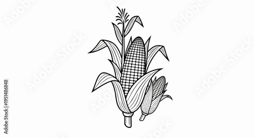 A black and white illustration of two corn stalks with cobs and leaves
