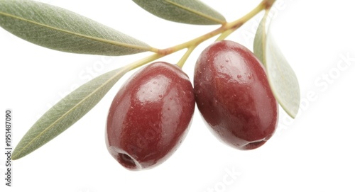 Close up of two ripe olives on a fresh olive branch with a white background