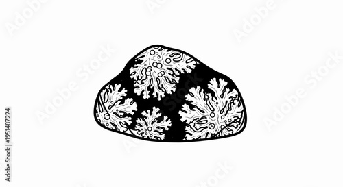 A black and white illustration of lichen growing on a rock