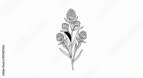 Delicate botanical illustration featuring a central stem with multiple clusters of tiny flowers
