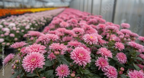 Greenhouse cultivation supporting prolific pink chrysanthemum flowering
