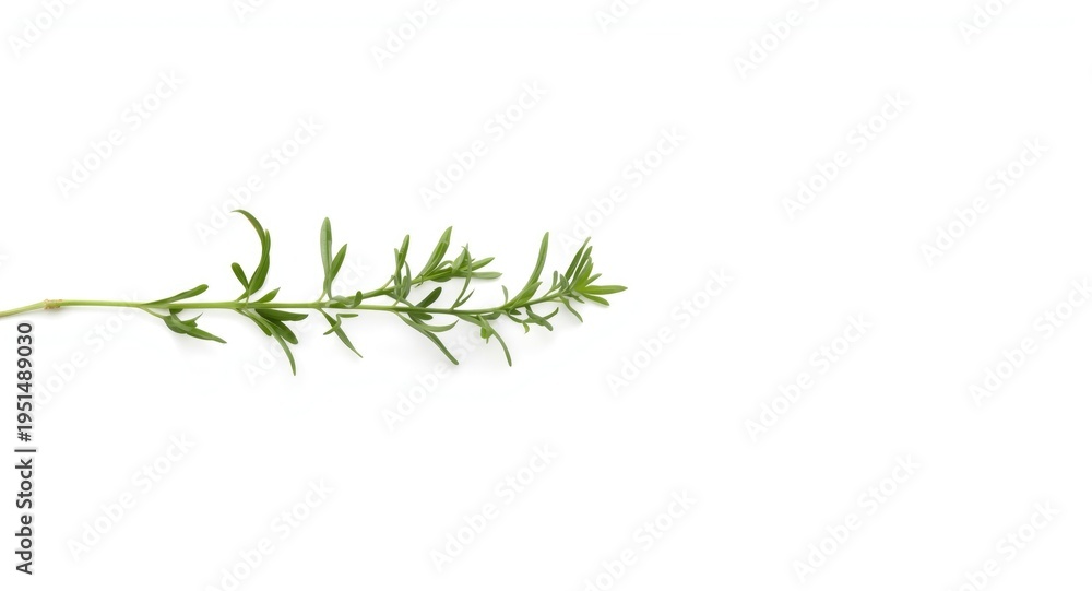 Fototapeta premium Isolated oregano leaves clearly visible on a plain white surface