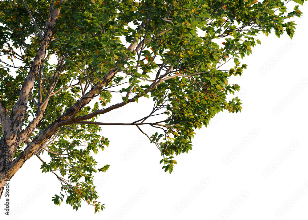 Fototapeta premium Acer griseum tree, corner view, cutout, isolate, transparent background, Lush Green Tree Branch with Vibrant Foliage, Nature's Beauty, Detailed Close-up