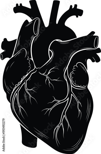 A detailed black and white illustration of the human heart showing all major vessels and anatomy Vector