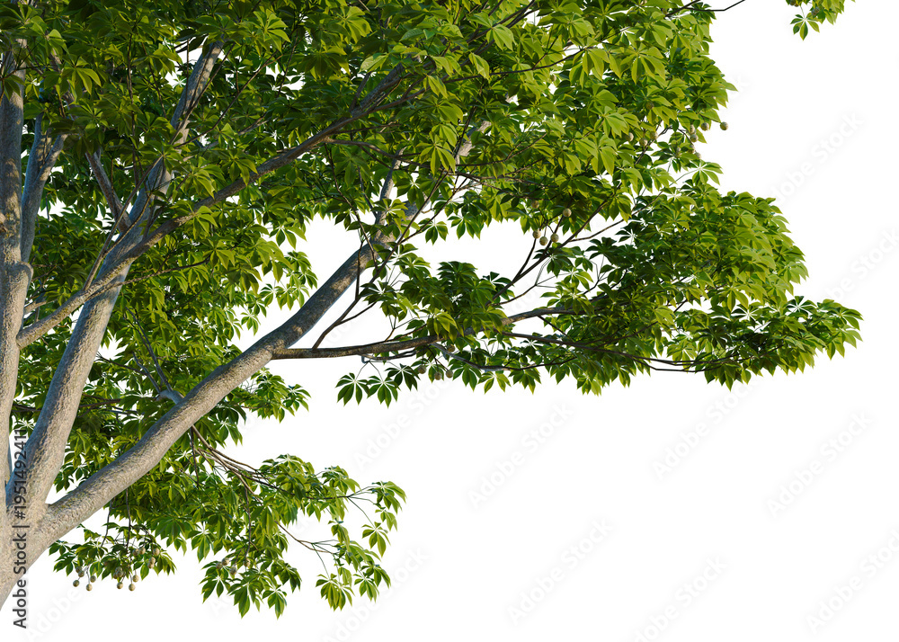 Fototapeta premium Aesculus glabra tree, corner view, cutout, isolate, transparent background, Detailed close-up of lush green leaves with vibrant colors, perfect for nature-themed designs.