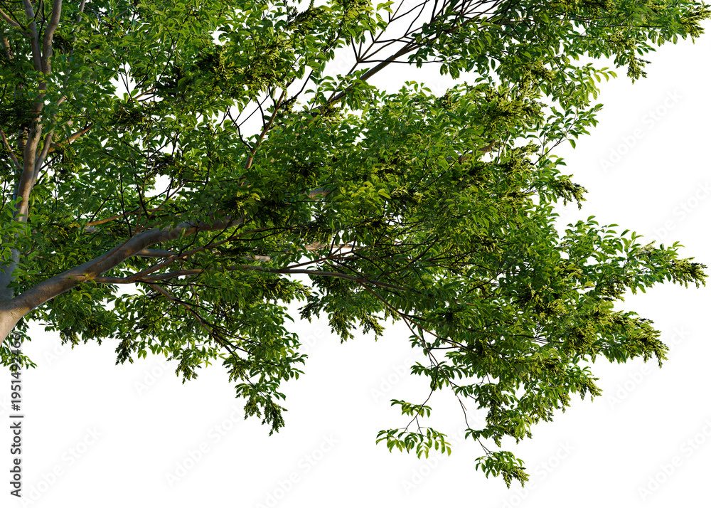Fototapeta premium Fraxinus excelsior tree, corner view, cutout, isolate, transparent background, Detailed branch with green leaves, realistic rendering for nature and botanical design elements.