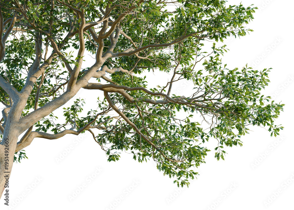 Fototapeta premium Quercus alba tree, corner view, cutout, isolate, transparent background, Detailed close-up of a healthy green tree branch with leaves, nature background.