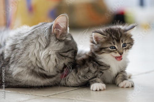 Norwegische Waldkatze mit ihrem Kätzchen