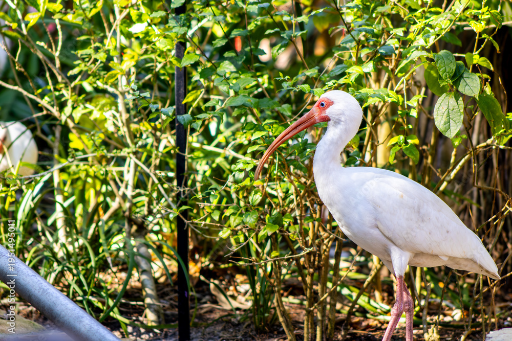 Fototapeta premium American White Ibis Walking in Foliage