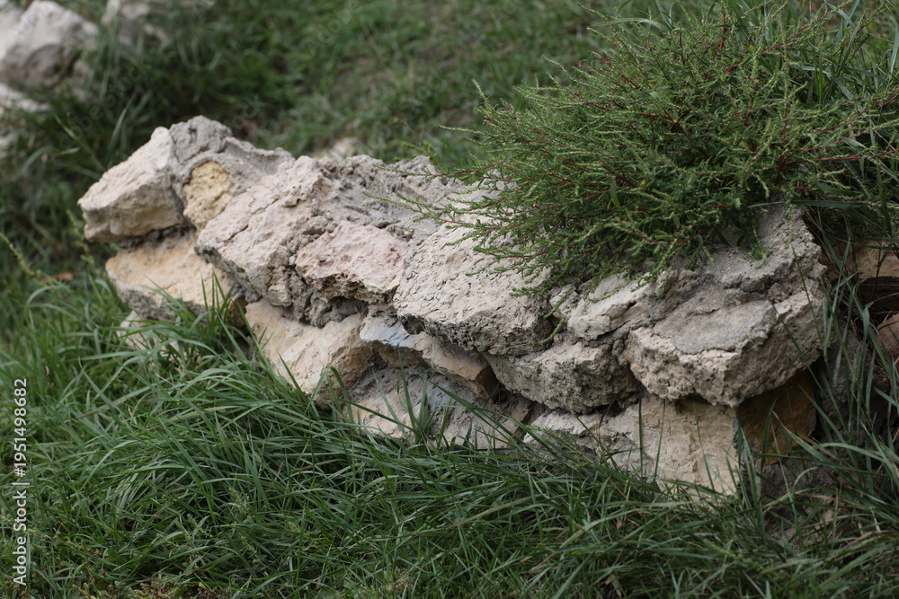 Obraz premium sagging coarse quarried limestone landscaping wall overgrown by foliage (close-up)