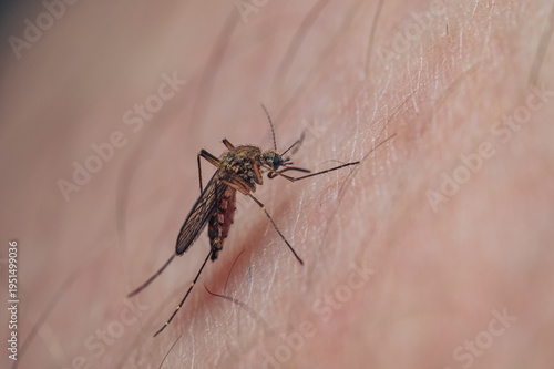 Mosquito (Culicidae) feeding on human skin in macro closeup natural light indoor setting