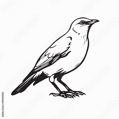 Common Myna Bird Standing On Ground Vector Illustration