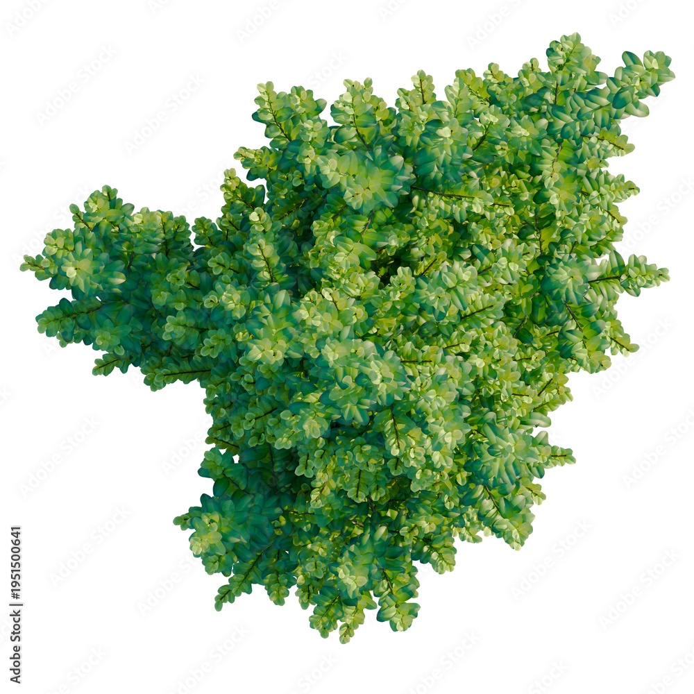 Obraz premium Ilex crenata Steeds tree plan, top view, cutout, transparent background, isolate, Lush green foliage, detailed texture, vibrant color, natural plant life, botanical element