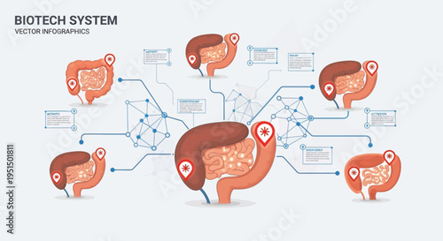 Biotech System Human Digestive System Infographic Vector