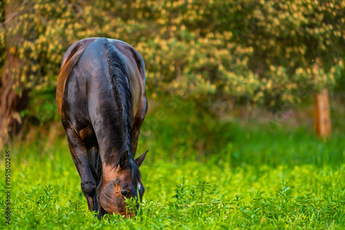 Brown horse grazing on green grass in outdoor field with trees in background during daylight