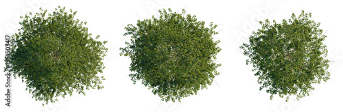 Slika na platnu Quercus palustris tree plan, top view, cutout, transparent background, isolate,