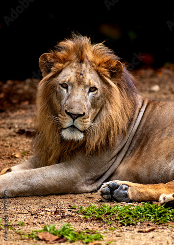 Foto A majestic Lion resting on the ground, showcasing its distinctive mane and powerful build