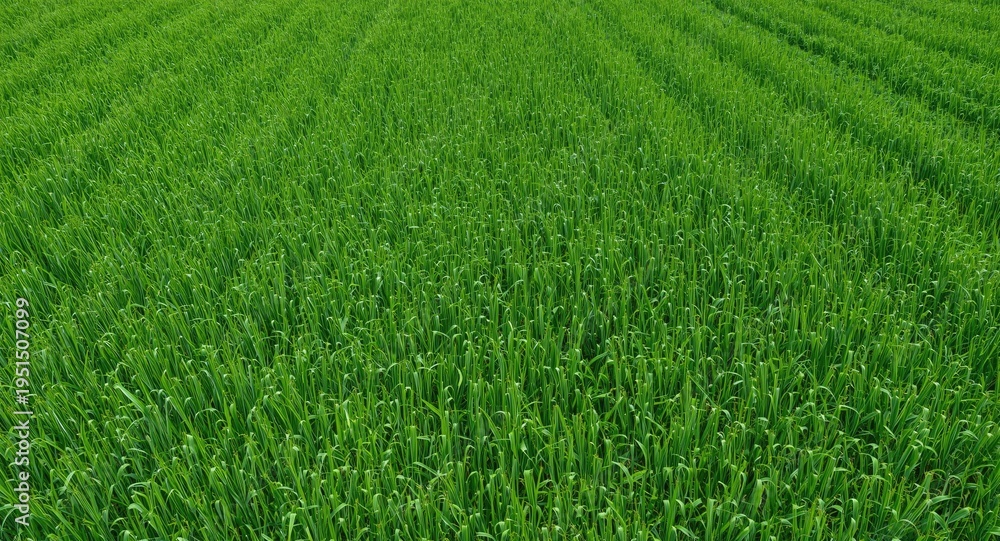 Fototapeta premium Isolated green farming field featuring fresh crops and copy space for text