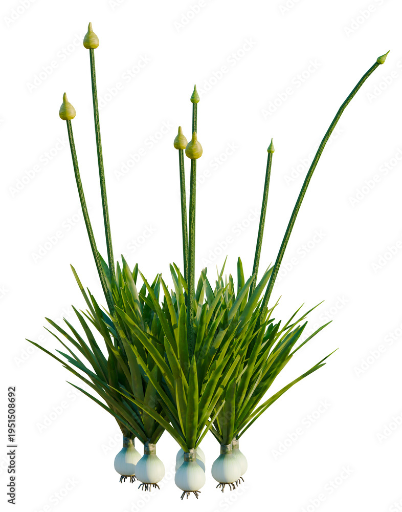 Fototapeta premium Allium caeruleum tree, elevation, front view, cutout, transparent background, isolate, Garlic bulb on green stem isolated on a transparent background, studio shot