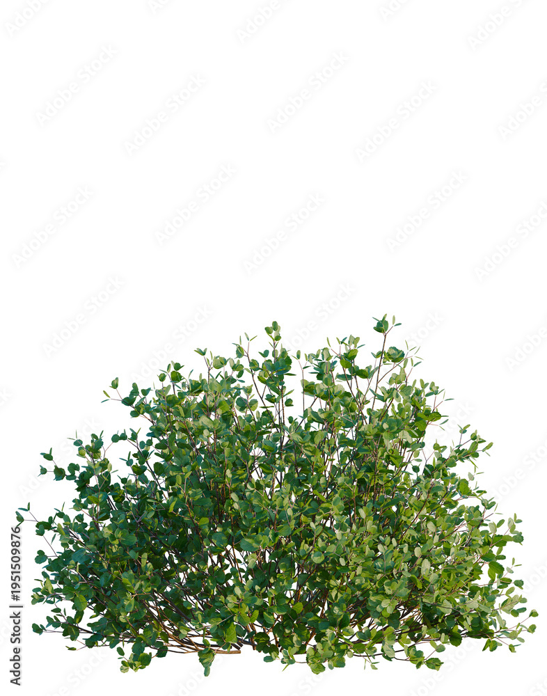 Fototapeta premium Betula pumila tree, elevation, front view, cutout, transparent background, isolate, Vibrant green foliage close-up, detailed texture, natural botanical elements, studio shot