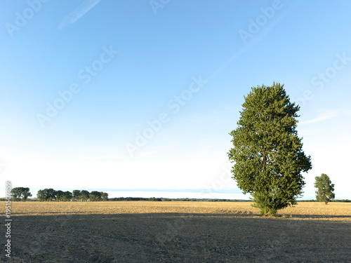 Two lonely trees in the field in a sparse composition, with blue sky copysacpe
