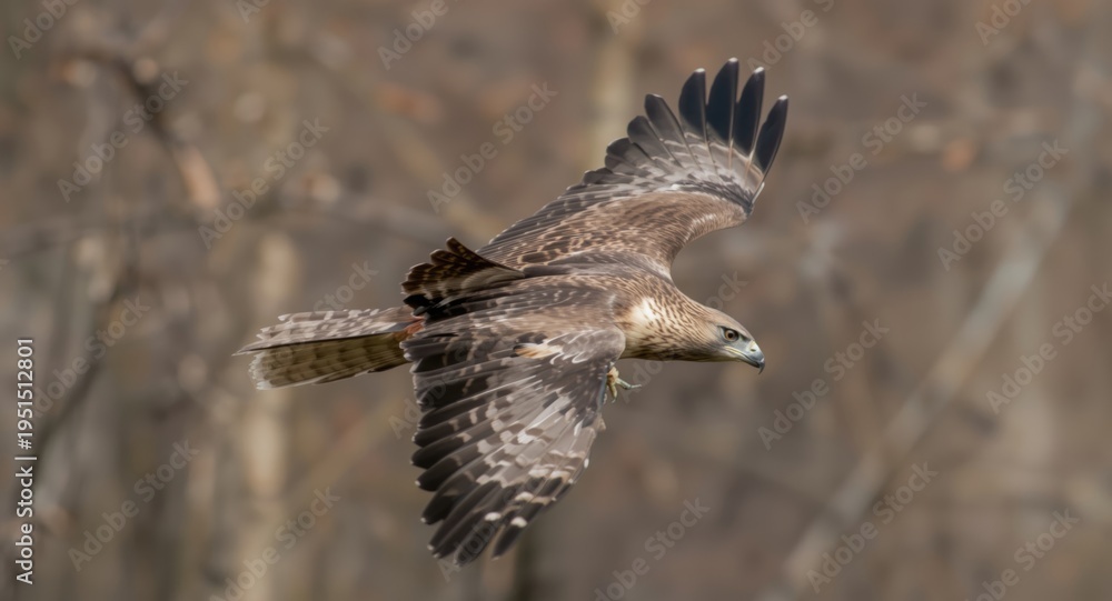Fototapeta premium Powerful red tailed hawk soaring with wide wingspan in natural habitat