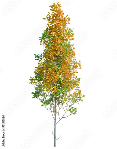 Schilderij op canvas Liriodendron tulipifera Fastigiatum tree, elevation, front view, cutout, transpa