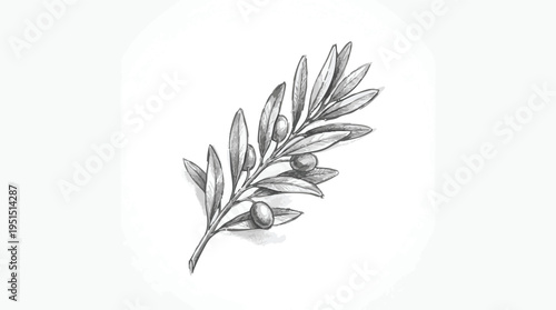 Elegant hand-drawn pencil sketch illustration of a delicate olive branch with ripe olives, perfect for natural and organic themes