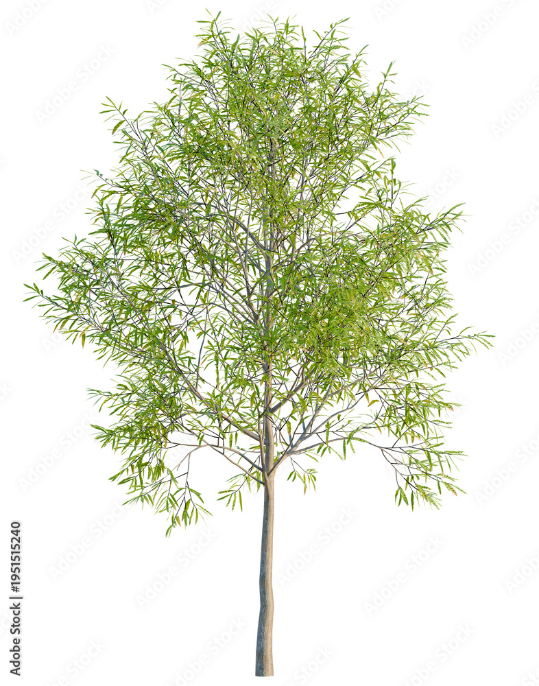 Obraz premium Quercus phellos tree, elevation, front view, cutout, transparent background, isolate, Detailed Lush Green Tree Branch with Leaves, Natural Foliage, Botanical Element, PNG Image