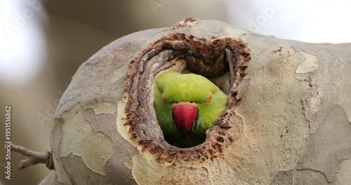 Female Rose-ringed parakeet (psittacula krameri), nesting in a Platanus tree, Montpellier, Southern France.
