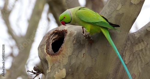 Male Rose-ringed parakeet (psittacula krameri), perched on a Platanus tree Montpellier, Southern France.