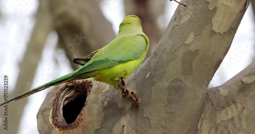 Female Rose-ringed parakeet (psittacula krameri), perched on a Platanus tree, Montpellier, Southern France.