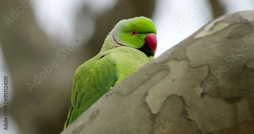 Male Rose-ringed parakeet (psittacula krameri), perched on branches, Montpellier, Southern France.