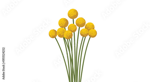 A cluster of yellow spherical flowers with green stems stands upright on a clean white background.