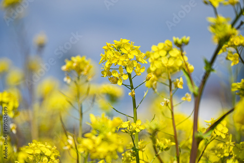 Wallpaper Mural 菜の花畑 Torontodigital.ca